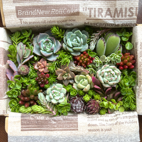 多肉植物 カット苗 セット 色どりいろいろ 詰め合わせ 育てる 寄せ植え