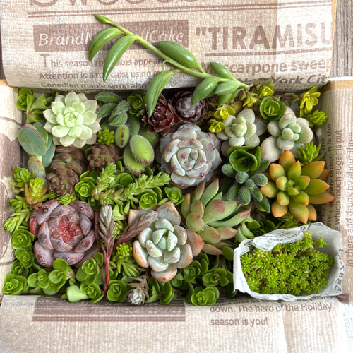 多肉植物 韓国苗 エケベリアmix苗 100苗セット 小苗多め ゆうパック