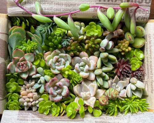 多肉植物　プリズム　　カット苗　2個セット 楽天市場】【柏屋商店さん直送】多肉植物 送料無料 品種おまかせカット