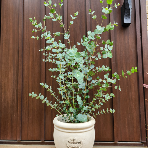 ボリューム株　ユーカリグニー　鉢植え　苗木　シンボルツリー ボリューム株 ユーカリグニー 鉢植え 苗木 シンボルツリー