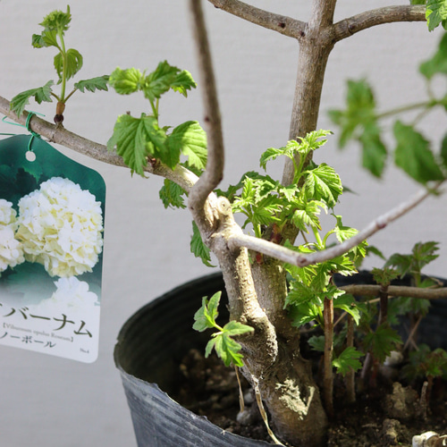 初夏のお花❤︎ビバーナム【スノーボール】 初夏のお花❤︎ビバーナム【スノーボール】 多肉植物 トータル