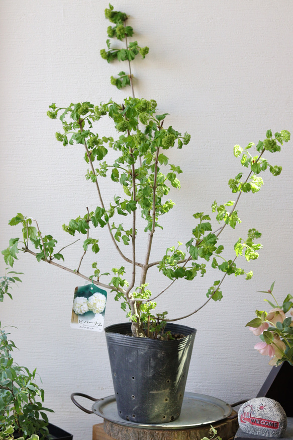初夏のお花❤︎ビバーナム【スノーボール】 初夏のお花❤︎ビバーナム【スノーボール】 多肉植物 トータル