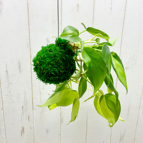 フィロデンドロン・ブラジル 苔玉 ハンギング仕立て その他インテリア