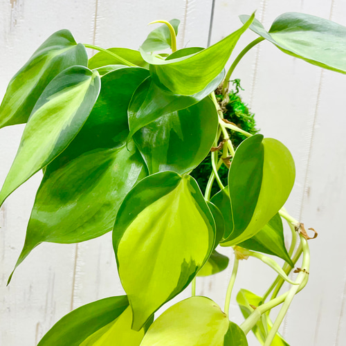 フィロデンドロン・ブラジル 苔玉 ハンギング仕立て その他インテリア