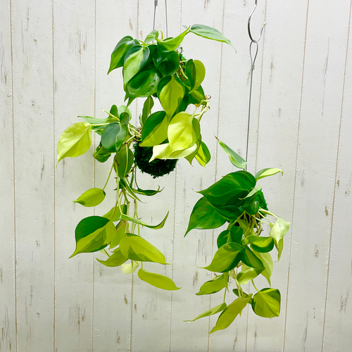 フィロデンドロン・ブラジル 苔玉 ハンギング仕立て その他インテリア