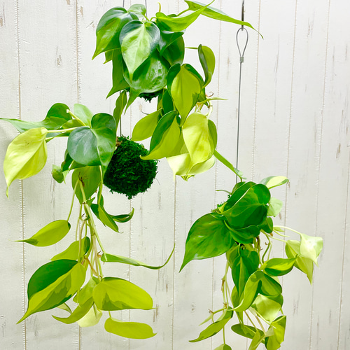 【限定】フィロデンドロン・アタバポエンセ　ハンギング苔玉仕立①　※メルカリ便発送 フィロデンドロンアタバポエンセ ハンギング仕立て② ※メルカリ便発送