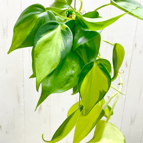 フィロデンドロン・ブラジル 苔玉 ハンギング仕立て その他インテリア