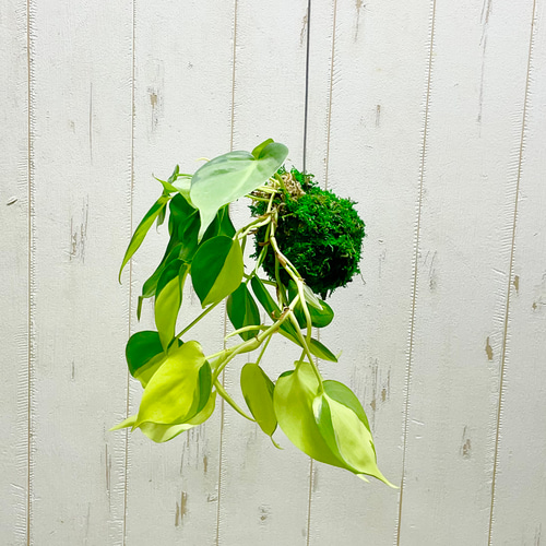 フィロデンドロン・ブラジル 苔玉 ハンギング仕立て その他インテリア