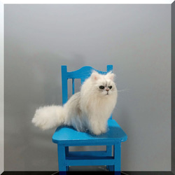 今月の推し猫】羊毛フェルトブローチ リアルで可愛いペルシャ