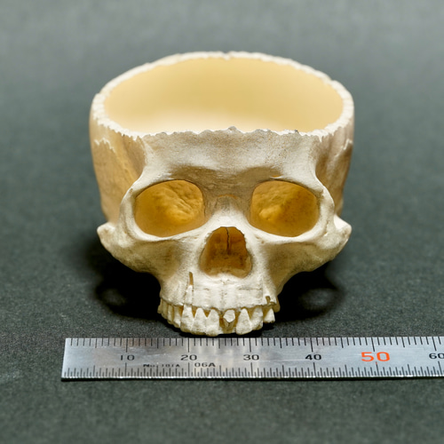 ドクロの小物入れ(小) 髑髏 頭蓋骨 スカル ガイコツ ホラー ハロウィン