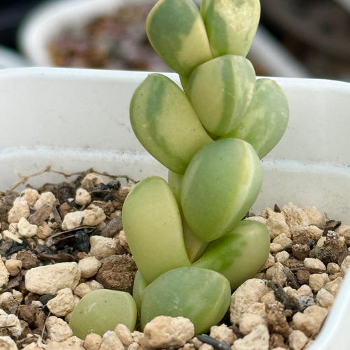 レーマニー錦＊多肉植物＊抜き苗 多肉植物 ＊N＊ 通販 19189220