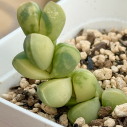 レーマニー錦＊多肉植物＊抜き苗 多肉植物 ＊N＊ 通販 19189220