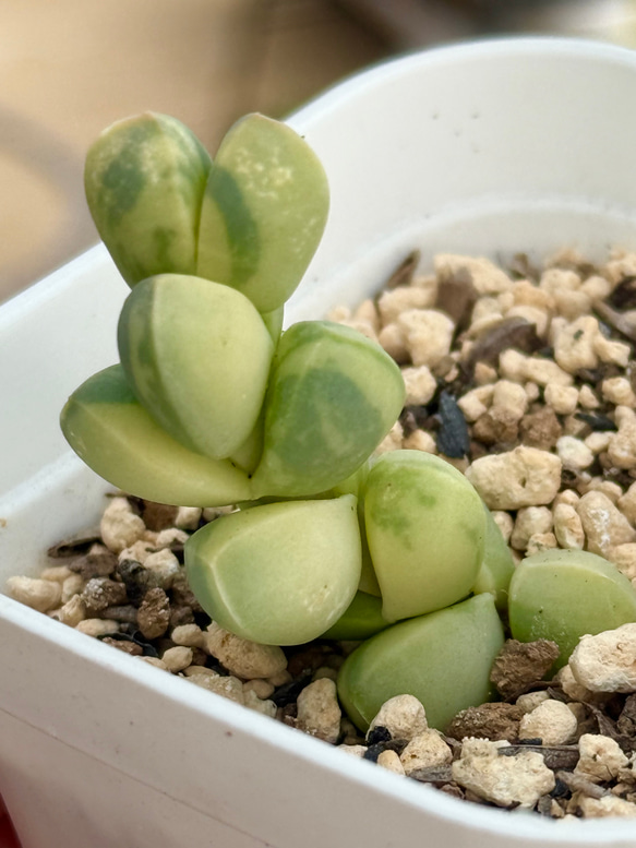 レーマニー錦＊多肉植物＊抜き苗 多肉植物 ＊N＊ 通販 19189220