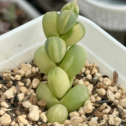 レーマニー錦＊多肉植物＊抜き苗 多肉植物 ＊N＊ 通販 19189220