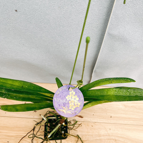 現品］E 蘭 バンダ 観葉植物 レア ハンギング ラン かわいい