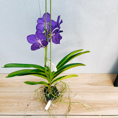 現品］E 蘭 バンダ 観葉植物 レア ハンギング ラン かわいい