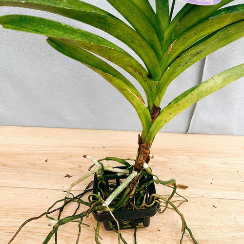 ま*ん様 観葉植物　ハンギング　吊り鉢アソート　洋蘭　バンダ ま*ん様 観葉植物 ハンギング 吊り鉢アソート 洋蘭 バンダ