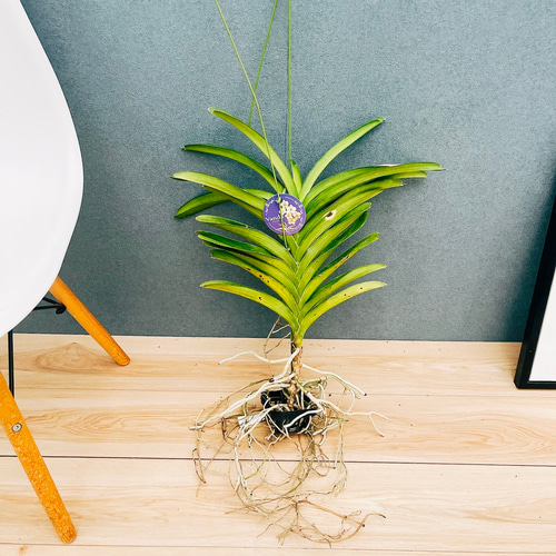 現品］9番 蘭 バンダ 観葉植物 レア ハンギング ラン かわいい 吊り