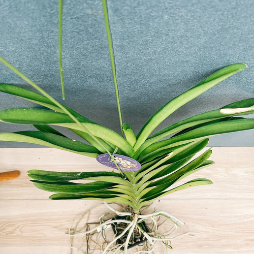 現品］9番 蘭 バンダ 観葉植物 レア ハンギング ラン かわいい 吊り