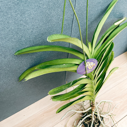 現品］9番 蘭 バンダ 観葉植物 レア ハンギング ラン かわいい 吊り