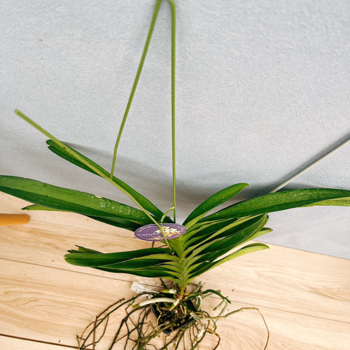 ま*ん様 観葉植物　ハンギング　吊り鉢アソート　洋蘭　バンダ ま*ん様 観葉植物 ハンギング 吊り鉢アソート 洋蘭 バンダ