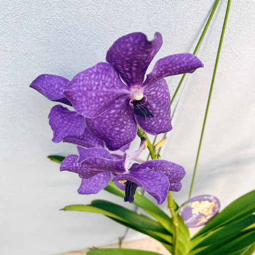 【専用商品】　【特選】　洋蘭　バンダ2株　ハンギング 専用商品】 【特選】 洋蘭 バンダ2株 ハンギング