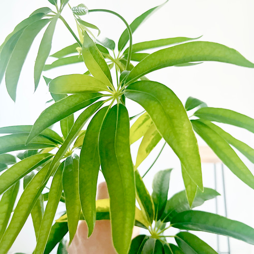 細葉が魅力 希少な斑入り シェフレラアンガスティフォリア 観葉植物 大型 室内 細葉が魅力 希少な斑入り シェフレラアンガスティフォリア 観葉植物