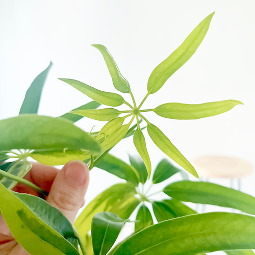 希少》斑入り シェフレラ アンガスティフォリア 曲がり 観葉植物 大型