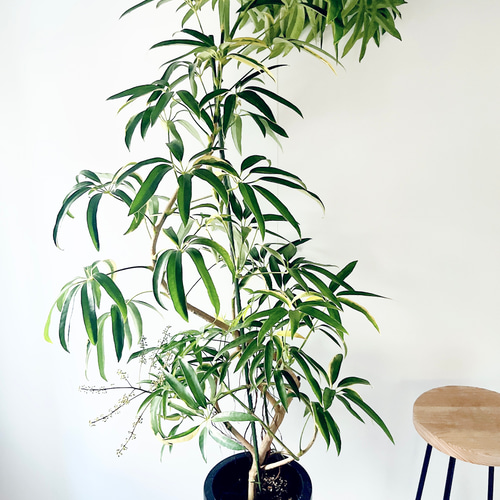 現品 シェフレラ 3番 曲がり 観葉植物 人気 インテリアグリーン