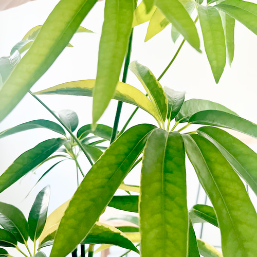 希少》斑入り シェフレラ アンガスティフォリア 曲がり 観葉植物 大型