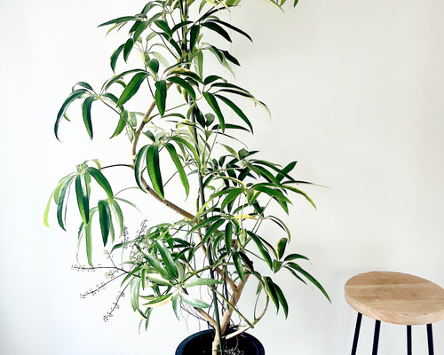 希少種 サンスベリア オブリティアナ 丈夫 美麗 観葉植物 calm cafe