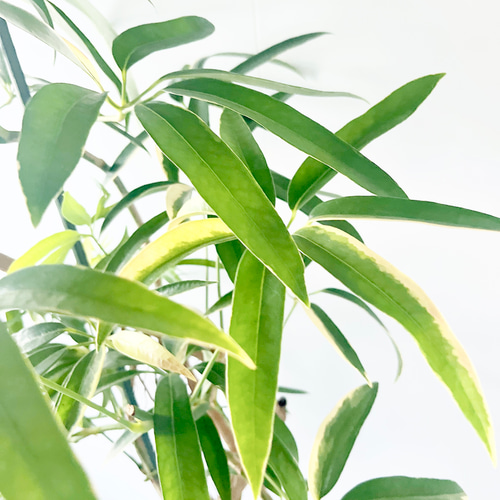 現品 シェフレラ 3番 曲がり 観葉植物 人気 インテリアグリーン