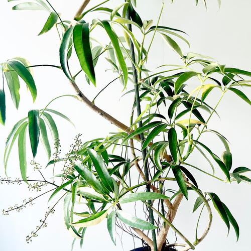 細葉が魅力 希少な斑入り シェフレラアンガスティフォリア 観葉植物 大型 室内 希少》斑入り シェフレラ アンガスティフォリア 曲がり 観葉植物