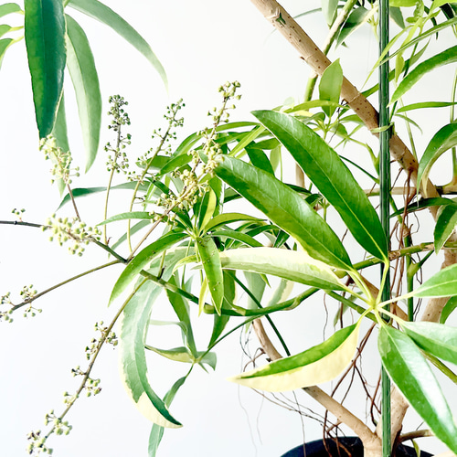 現品 シェフレラ 3番 曲がり 観葉植物 人気 インテリアグリーン