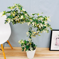 現品　シェフレラ　グランディー　3　曲がり　観葉植物　インテリアグリーン　斑入り 楽天市場】シェフレラ グランディの通販