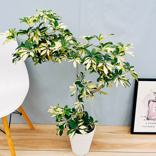 現品］7番 シェフレラ グランディ 曲がり 7号 観葉植物 斑入り