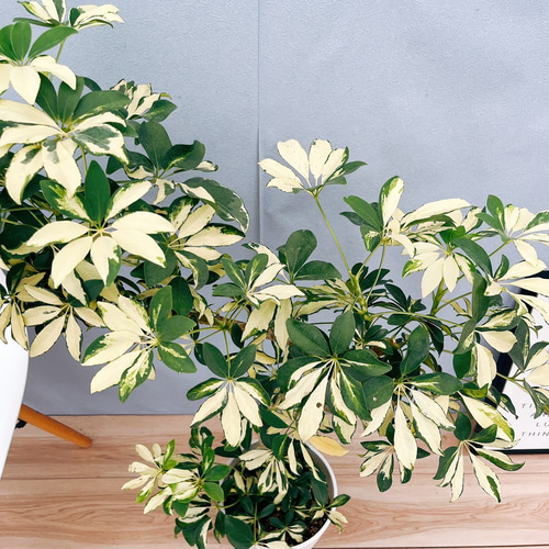 現品］7番 シェフレラ グランディ 曲がり 7号 観葉植物 斑入り
