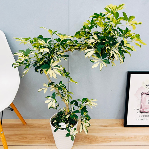 ［現品］G シェフレラ　曲がり　7号　観葉植物　室内　大型　ユニーク　個性的 現品］G シェフレラ 曲がり 7号 観葉植物 室内 大型 ユニーク 個性的