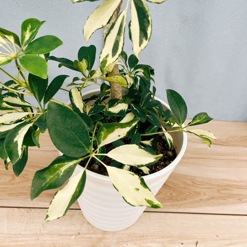 ［現品］7番　シェフレラ　グランディ　曲がり　7号　観葉植物　斑入　室内　可愛い 現品］7番 シェフレラ グランディ 曲がり 7号 観葉植物 斑入り