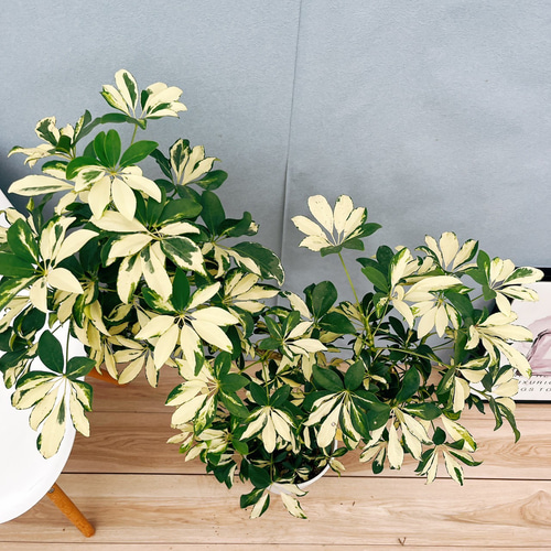 現品］7番 シェフレラ グランディ 曲がり 7号 観葉植物 斑入り 室内