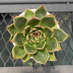 多肉植物 エケベリア 女雛錦 抜き苗 斑入り その他インテリア