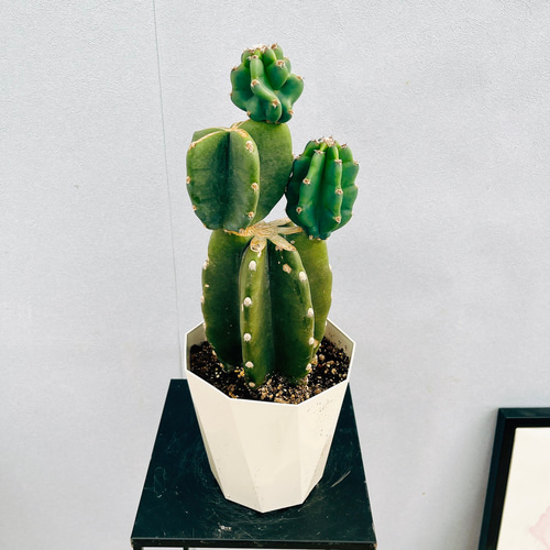 現品］☆人気☆ F 柱サボテン 鬼面角 ブランチ 5号 観葉植物