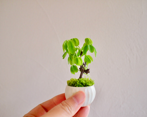 五葉アケビ ミニ盆栽 白花あけび 白花あけび｜盆栽｜白アケビ | 落葉樹 盆栽 bonsaikiki 通販