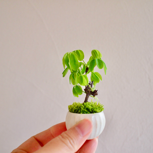 五葉アケビ ミニ盆栽 白花あけび 五葉アケビ ミニ盆栽 白花あけび - メルカリ