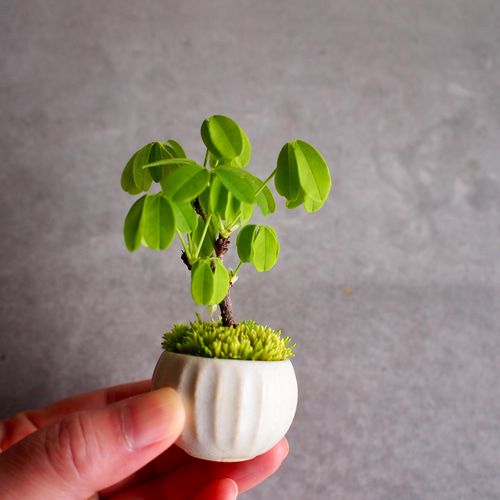 五葉アケビ ミニ盆栽 白花あけび 五葉アケビ ミニ盆栽 白花あけび