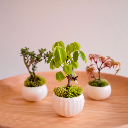 五葉アケビ ミニ盆栽 白花あけび 送料無料 盆栽 白あけび ミニ盆栽 ミニ あけび 白アケビ 実ギフト 敬老