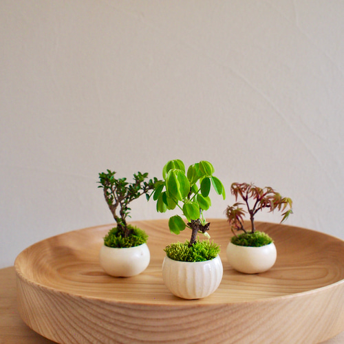 白花あけび｜盆栽｜白アケビ | 落葉樹 盆栽 bonsaikiki 通販 19191787