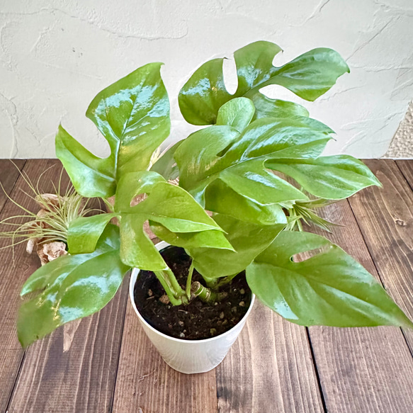 ヒメモンステラ　第４種発送 観葉植物の送り方/第四種郵便 ヒメモンステラ 第4種発送