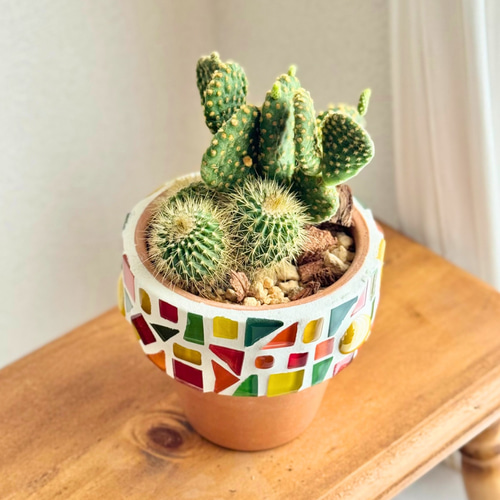 現品限り】サボテンの寄せ植え 植え替え済み 鉢付き バニーカクタス 金