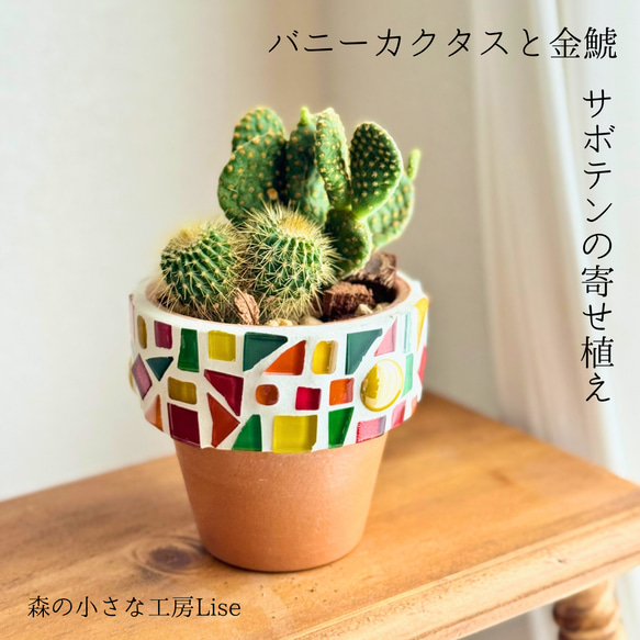 金キャラ　鉢植え 現品限り】サボテンの寄せ植え 植え替え済み 鉢付き バニーカクタス 金